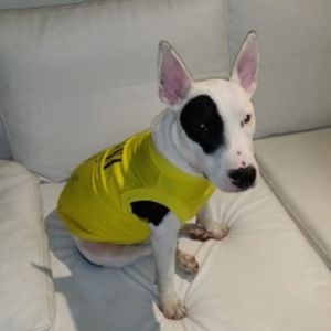 Perro con camiseta de Nirvana amarilla